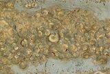 Ammonite (Promicroceras & Cymbites) Cluster - England #351348-1